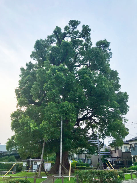 並木の大クス