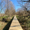 湿地の生態系が残る「三ツ又沼ビオトープ」、早春の散歩
