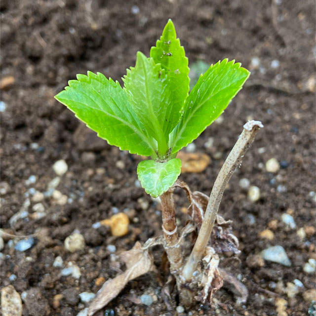 アジサイの芽吹き