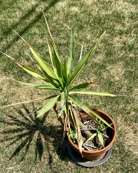 鉢植えのユッカ 青年の木 を花壇に植え替え 編集者の郊外暮らし 自然な暮らし