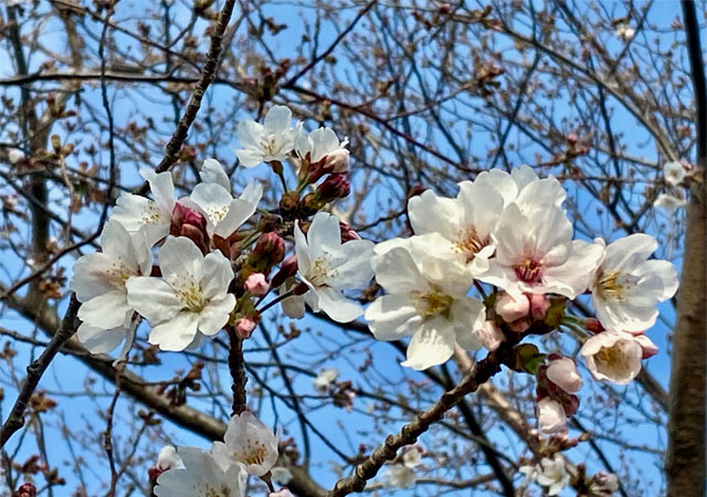 2021年春 新河岸川・蓮光寺周辺の桜