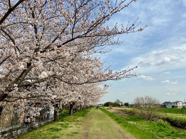 2021年春 新河岸川・蓮光寺周辺の桜