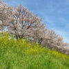 2021年春、新河岸川・蓮光寺付近の桜並木の記録