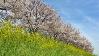 2021年春 新河岸川・蓮光寺周辺の桜