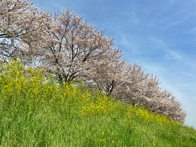 2021年春 新河岸川・蓮光寺周辺の桜