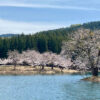 中子の桜（新潟県津南町）・2021年春の訪問