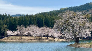 中子の桜(新潟県津南町)