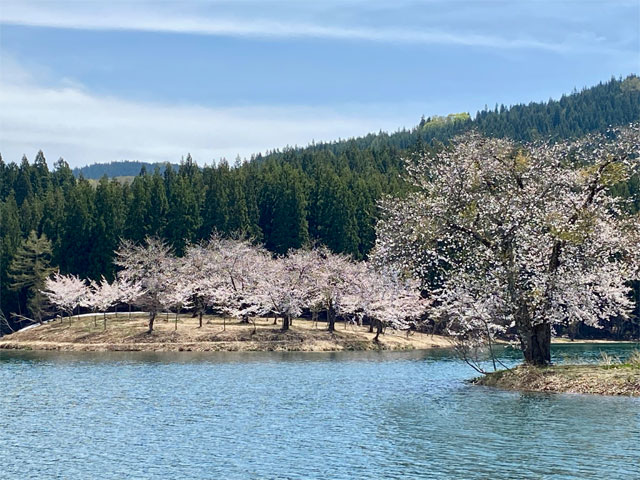 中子の桜（新潟県津南町）
