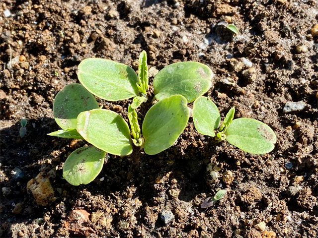 ホウセンカに本葉が出たので 間引きと植え替えを 編集者の郊外暮らし 自然な暮らし