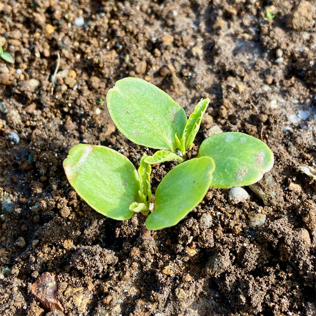 ホウセンカに本葉が出たので 間引きと植え替えを 編集者の郊外暮らし 自然な暮らし