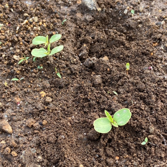 ホウセンカに本葉が出たので、間引きと植え替えを 編集者の郊外暮らし、旅暮らし