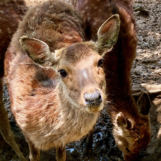 おがの鹿公園（小鹿野町）