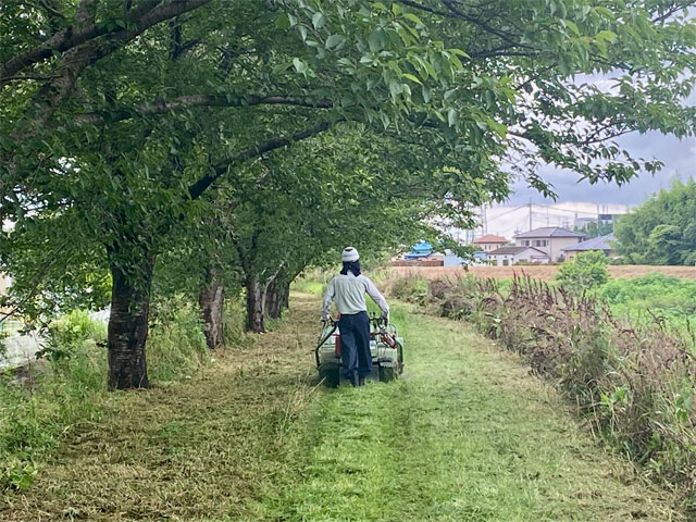 新河岸川の雑草刈払い