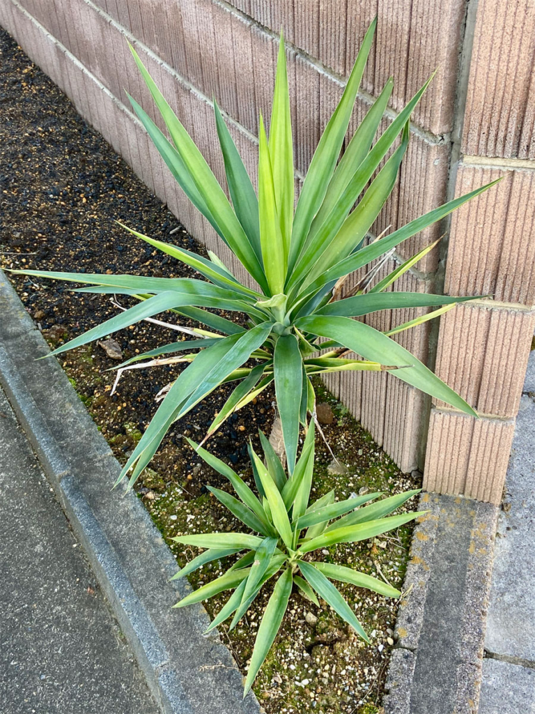 ユッカ(青年の木)