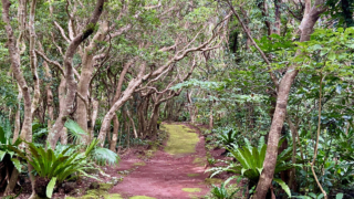 八丈植物公園（八丈島）