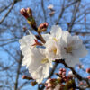 新河岸川、桜・山吹・ショカツサイが開花