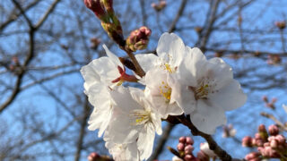 新河岸川の桜