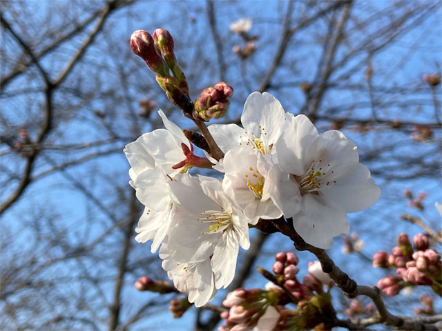 新河岸川の桜