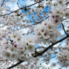 新河岸川の桜並木、開花から1週間で満開に