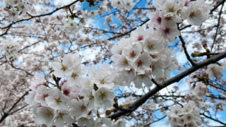 満開の桜