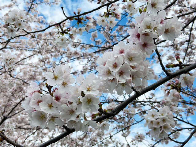 満開の桜