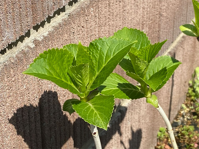 アジサイの芽吹き