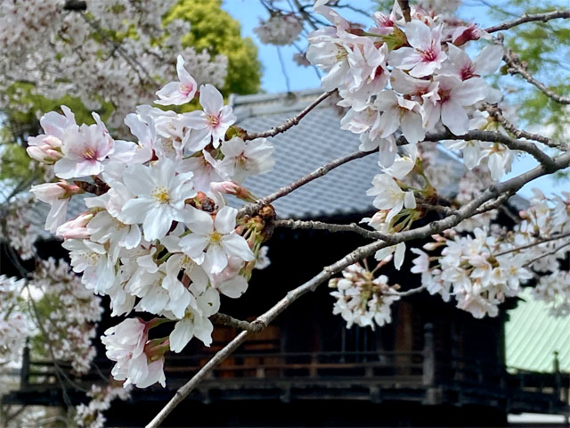 蓮光寺と桜