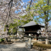 蓮光寺と桜