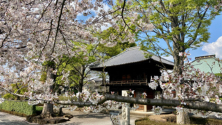 蓮光寺と桜