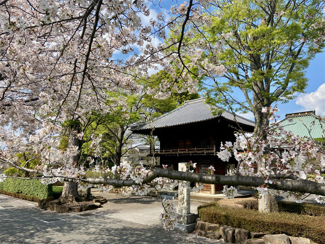 蓮光寺と桜