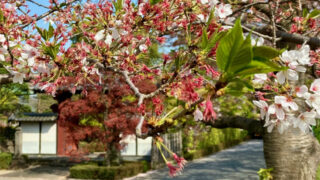 新河岸川の桜並木