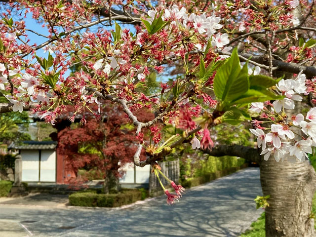 新河岸川の桜並木