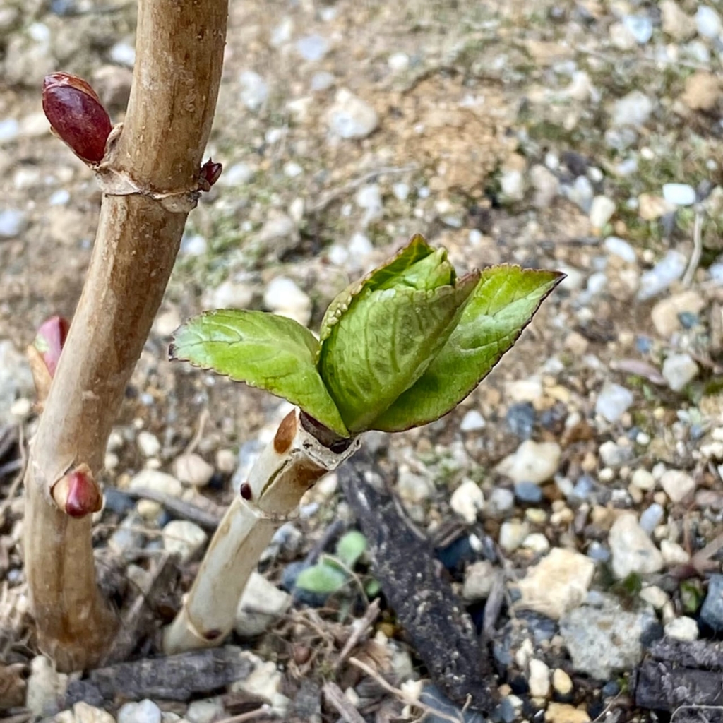 アジサイの芽吹き