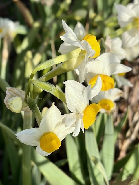 ニホンズイセン(スイセン)