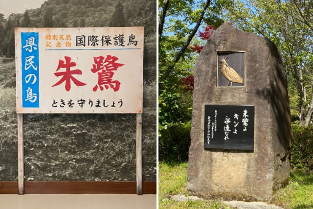 トキの森公園で見た保護の歴史