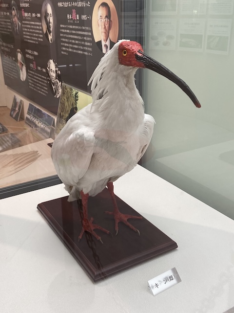 トキ「キン」の剥製