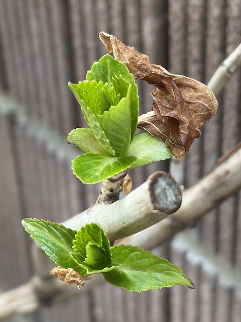 アジサイの芽吹き