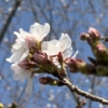 桜（ソメイヨシノ）の開花
