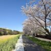 新河岸川の桜堤