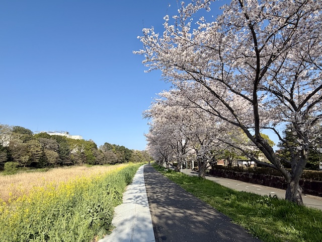 新河岸川の桜堤
