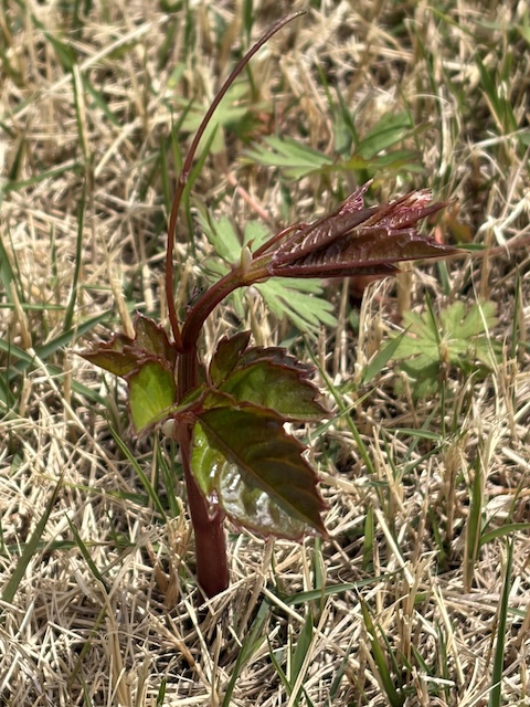 ヤブガラシの芽吹き