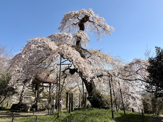 護真寺の桜