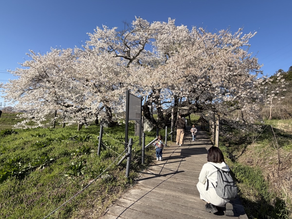 会津・石部桜