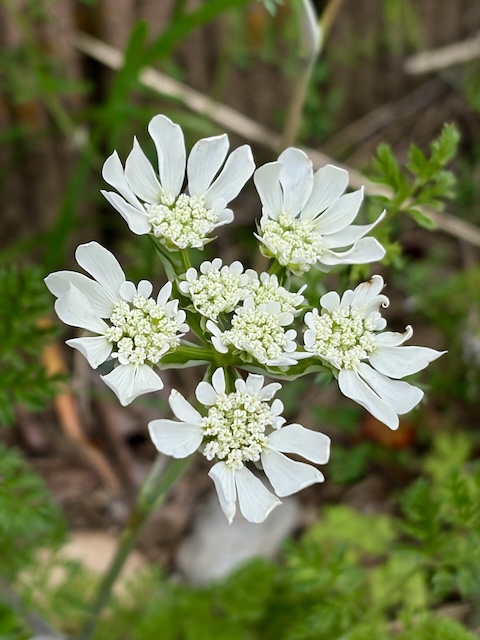 オルレアの開花